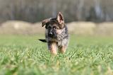 BERGER ALLEMAND 1119